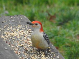 Red bellied woodpecker